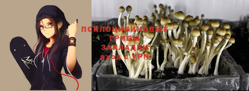 Псилоцибиновые грибы Cubensis  Вольск 